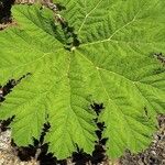 Gunnera tinctoria Blatt