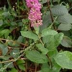 Spiraea douglasii Kvet