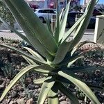 Agave sisalanaLeaf