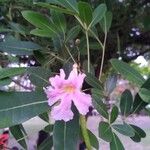 Tabebuia heterophylla