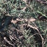 Salsola soda Corteza