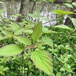 Cornus alternifoliaFulla