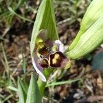 Ophrys scolopaxFlor