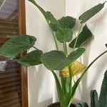 Alocasia cucullata Leaf