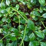 Peperomia glabella Kvet