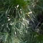 Avenella flexuosa Flor