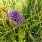 Centaurea scabiosaVirág