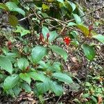 Sterculia lanceolata Çiçek
