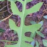 Lactuca canadensis Листок