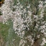 Retama raetam Fleur