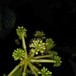 Dendropanax arboreus Blodyn