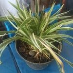 Chlorophytum capense Ліст