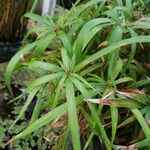 Cyperus laxus Yaprak