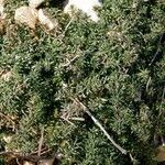 Galium lucidum Облик