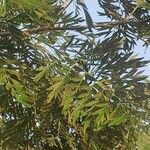 Grevillea robusta Folha
