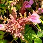 Pedicularis palustris Flor