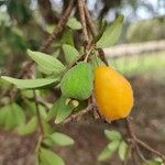 Eugenia pyriformis Fruit