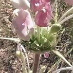 Morina persica Flower