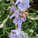 Salvia jordanii Kwiat