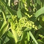 Panicum miliaceum Fruit