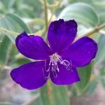 Tibouchina urvilleana Blüte