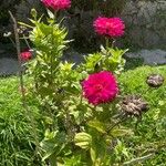 Zinnia elegansFlower