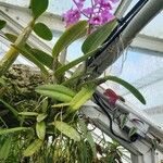 Cattleya dowiana 整株植物