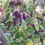 Vaccinium varingiifolium Flower