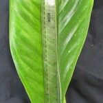 Anthurium hacumense Leaf