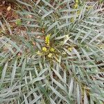 Mahonia fortunei Leaf