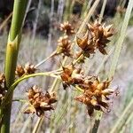 Cladium mariscus Fruit