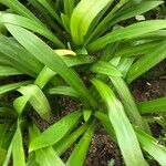 Hymenocallis littoralis Blatt