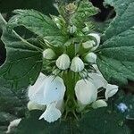 Lamium album Flower