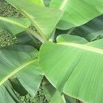 Musa acuminata Leaf