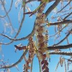 Sclerocarya birrea Цвят