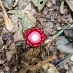 Thonningia sanguinea Blad