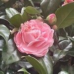 Camellia sasanqua फूल