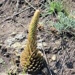 Orostachys spinosa Blad