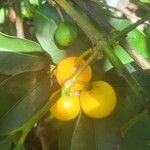 Garcinia intermedia果實