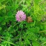 Trifolium pratenseFlower