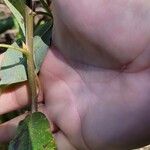 Salix bonplandiana Кора