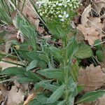 Lepidium draba Alkat (teljes növény)