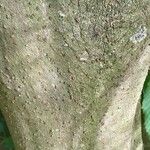 Acer carpinifolium Ekosanga