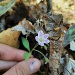 Claytonia caroliniana Fleur