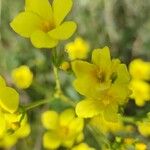 Linum flavum Blüte