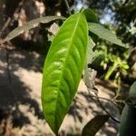 Ixora chinensis Листок