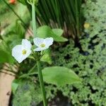 Aquarius cordifolius Floare