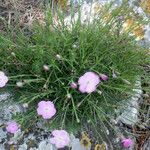 Dianthus subacaulis Habitus