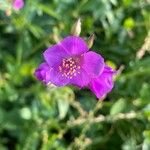 Talinum portulacifolium Flower