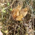 Bupleurum baldense Fruit